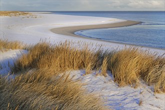 White dune with beach grass