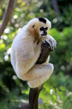 Northern white-cheeked gibbon