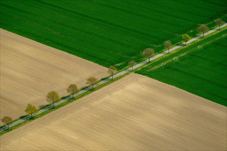 Tree-lined road between fields