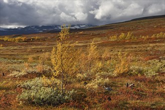 Colourful autumn landscape on the Saltfjellet