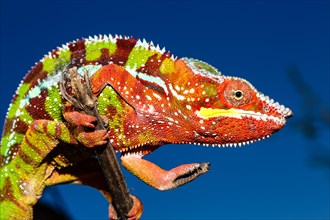 Panther chameleon