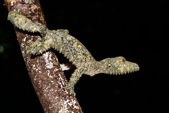 Female leaf-tailed gecko