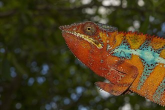 Panther chameleon