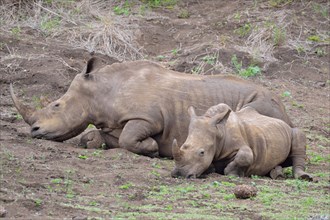 White rhinoceroses