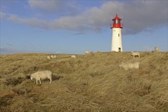 Sheep grazing in front of lighthouse List-West