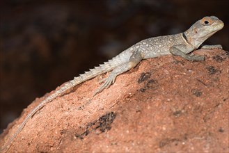 Madagascar Iguana