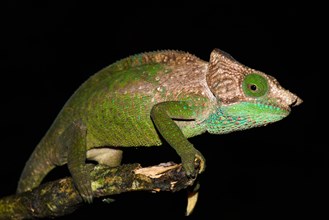 O'Shaughnessy's chameleon