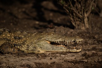 Nile crocodile