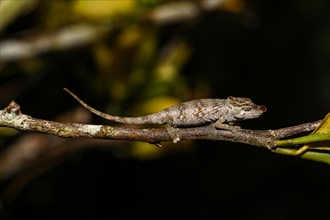 Female nose-horned chameleon