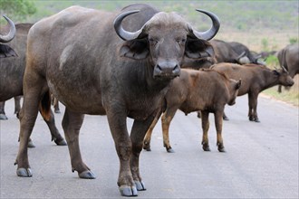 African buffaloes or Cape buffaloes