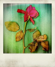 Polaroid effect of rose flower