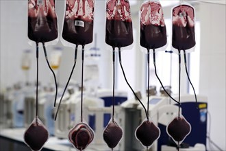 Blood bags on the transfusion ward of a hospital