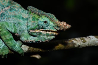 Two-banded chameleon