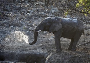 African elephant
