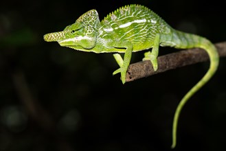 Labord's chameleon