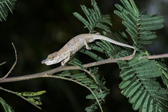 Short-horn chameleon
