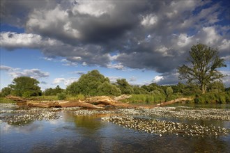 River water-crowfoot