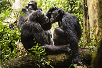 Common chimpanzees