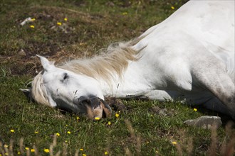 Sleeping Connemara pony