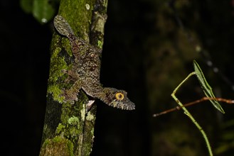 Mossy Leaf-Tailed Gecko