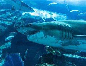 Shark in the Dubai Aquarium and Underwater Zoo