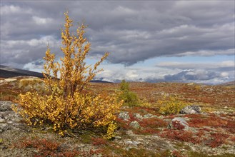 Colourful autumn landscape on the Saltfjellet