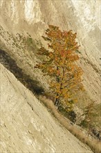 Colourful maple tree growing on chalk cliffs