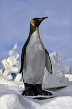 Penguin in winter landscape