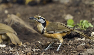 Lesser necklaced laughingthrush