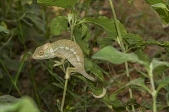 Panther chameleon