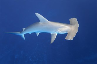 Scalloped hammerhead shark