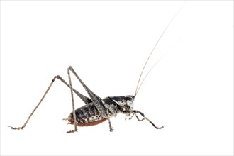Katydids cricket