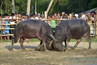 Two water buffalos