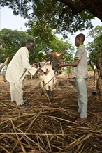Farmers treating sick cattle against sheeppox