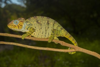Malagasy giant chameleon or Oustalets's chameleon