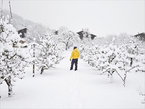 Man with yellow winter jacket in orchard