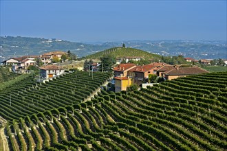 Vineyards of Nebbiolo grapes for Barbaresco red wine