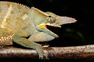 Male two-horned chameleon