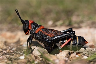 Gaudy grasshopper