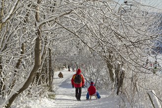 Walkers and sledders under snowy trees