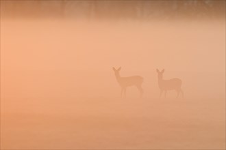 European roe deers