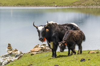 Yaks