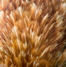 Feathers of a brown hybrid hen