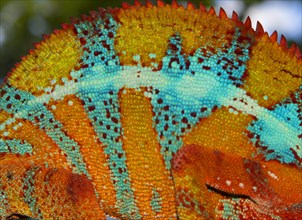 Skin of a panther chameleon