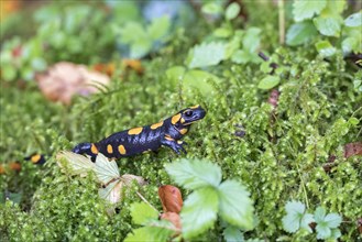 Fire salamander