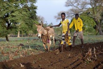 Boy and girl plowing field with donkey and plow