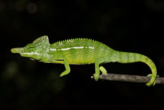 Labord's chameleon