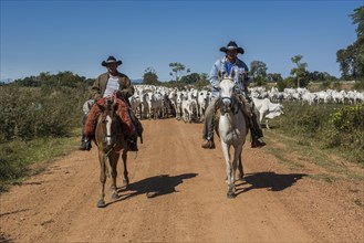 Two cowboys on horses with a herd of Nelore cattle on gravel road