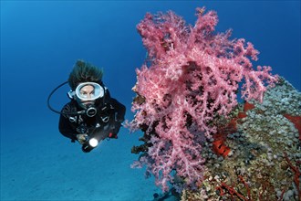 Diver is looking at large Klunzinger's Soft Coral