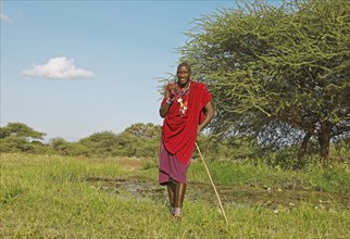 Male Maasai in traditional Shuka clothing with shepherd's crook